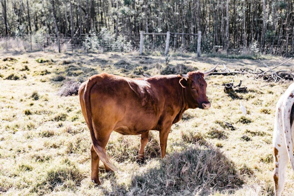 Photo Purple Cow