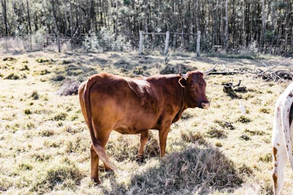 Photo Purple Cow
