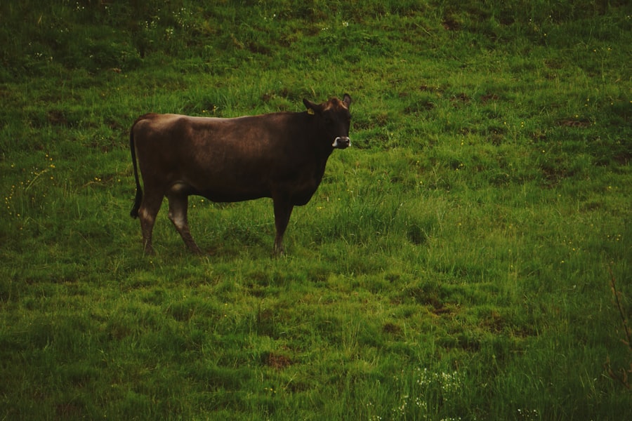 Photo Purple Cow
