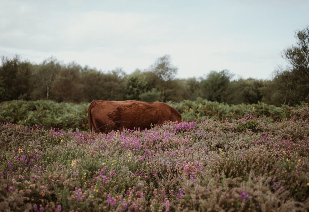 Photo Purple Cow