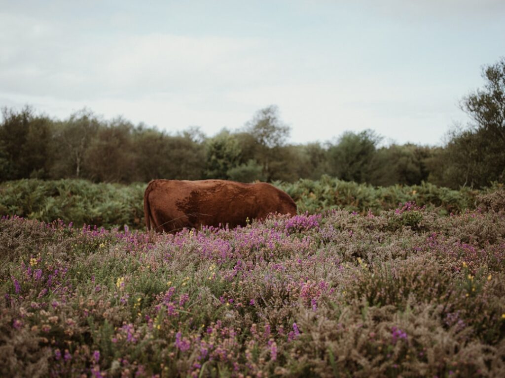 Photo Purple Cow