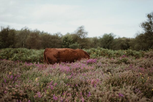 Photo Purple Cow