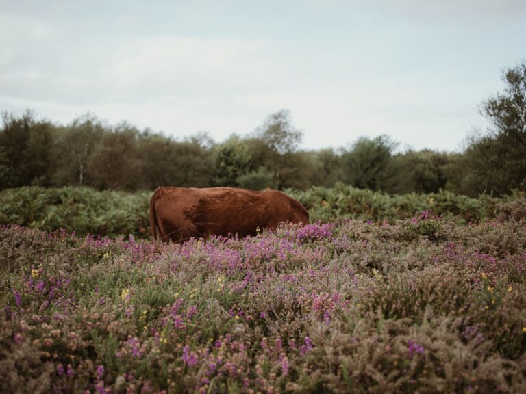 Photo Purple Cow