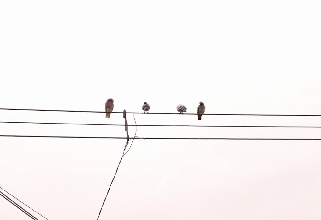 Photo Songlines