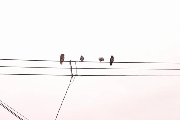 Photo Songlines