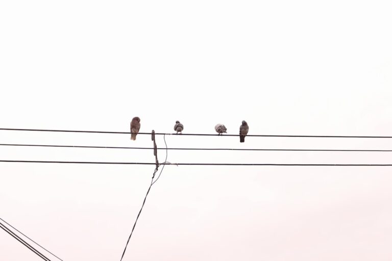 Photo Songlines