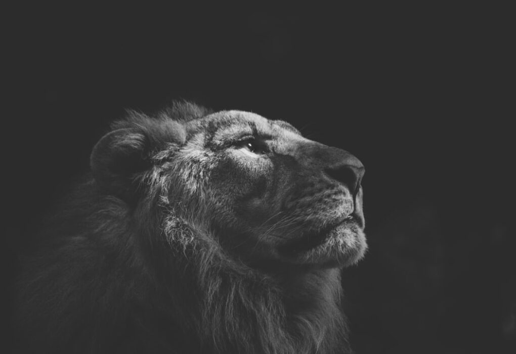 Photo Return of a King