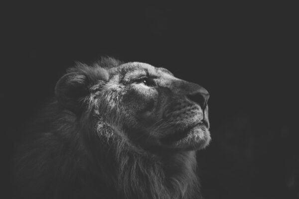 Photo Return of a King