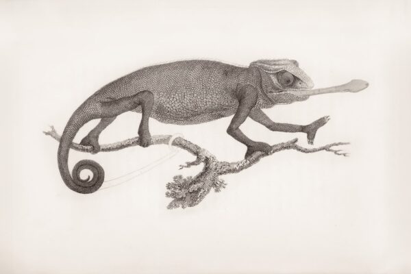 Photo Charles Darwin