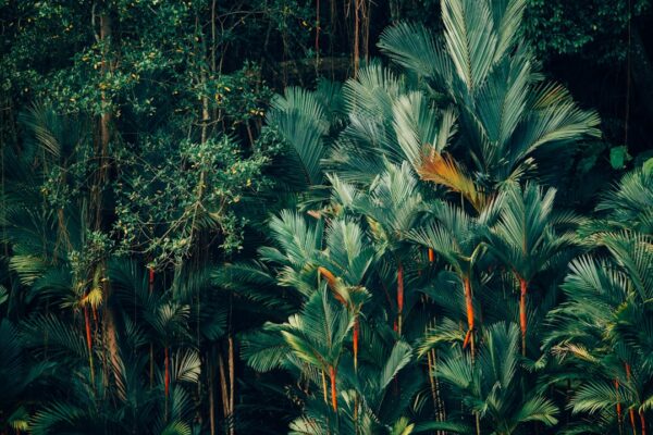Photo Jungle