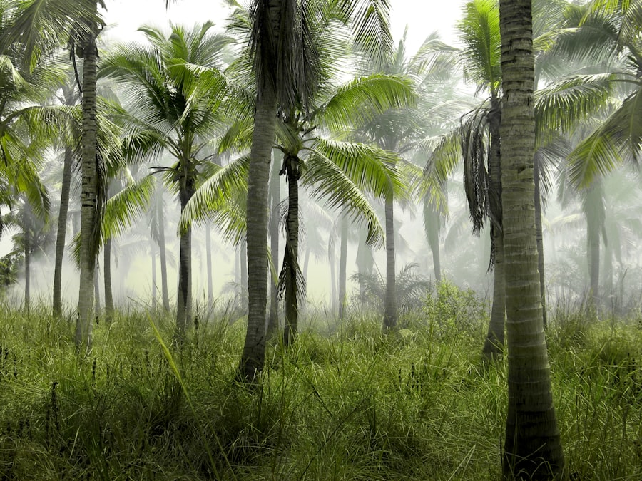 Photo Jungle