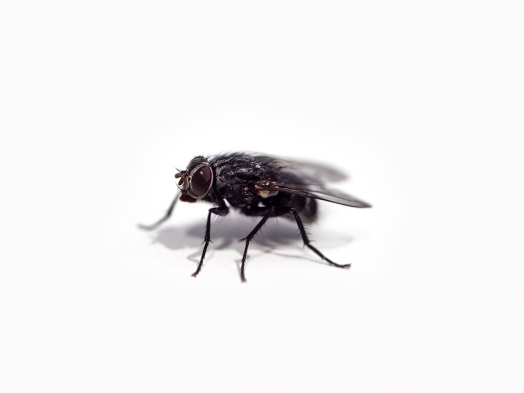 Photo Fly