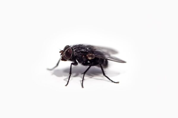 Photo Fly