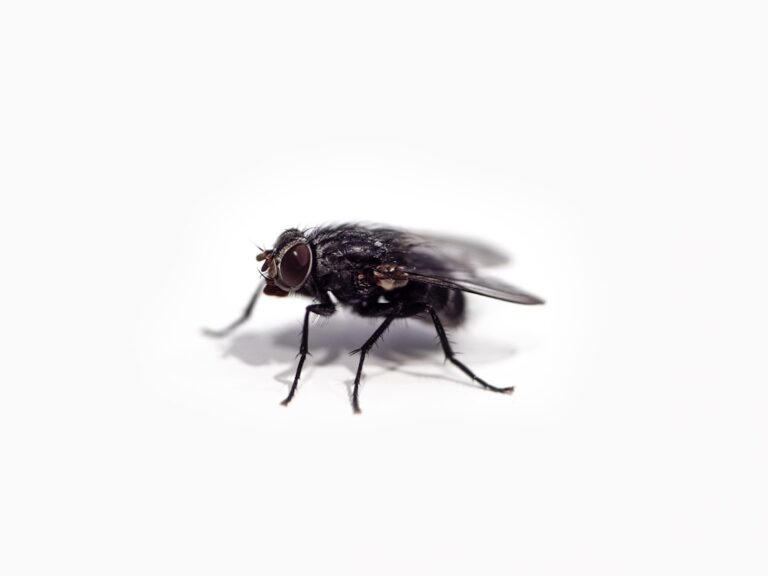Photo Fly