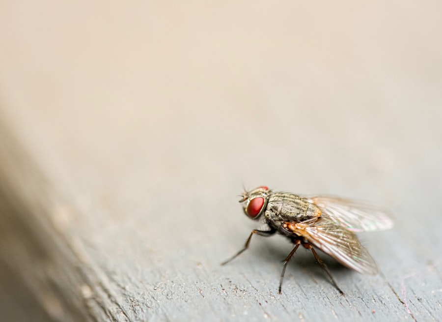 Photo Fly
