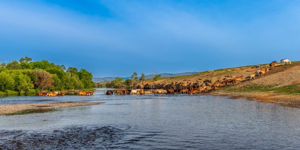 Photo River-Horse