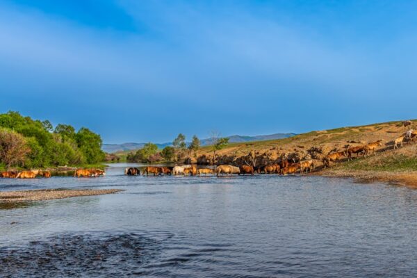 Photo River-Horse