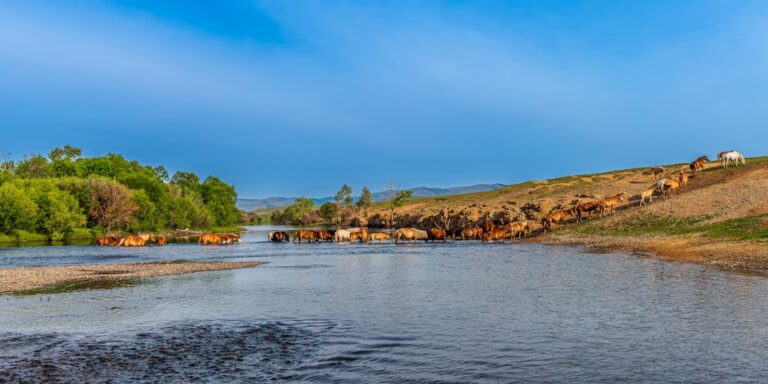 Photo River-Horse