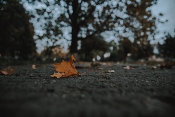 Photo A Thousand Shall Fall