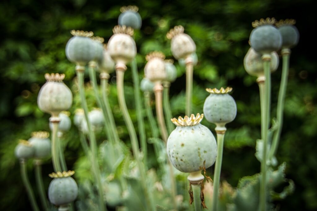 Photo English Opium-Eater