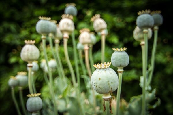 Photo English Opium-Eater