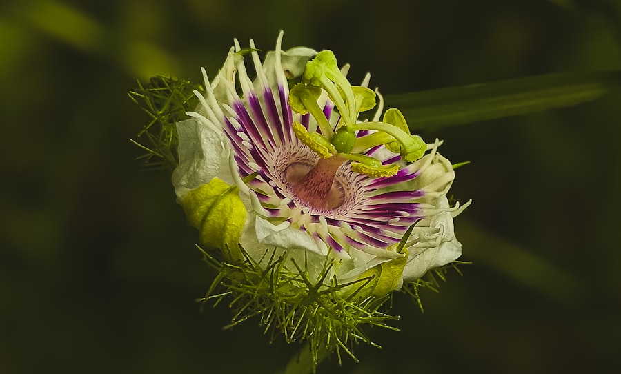 Photo English Opium-Eater