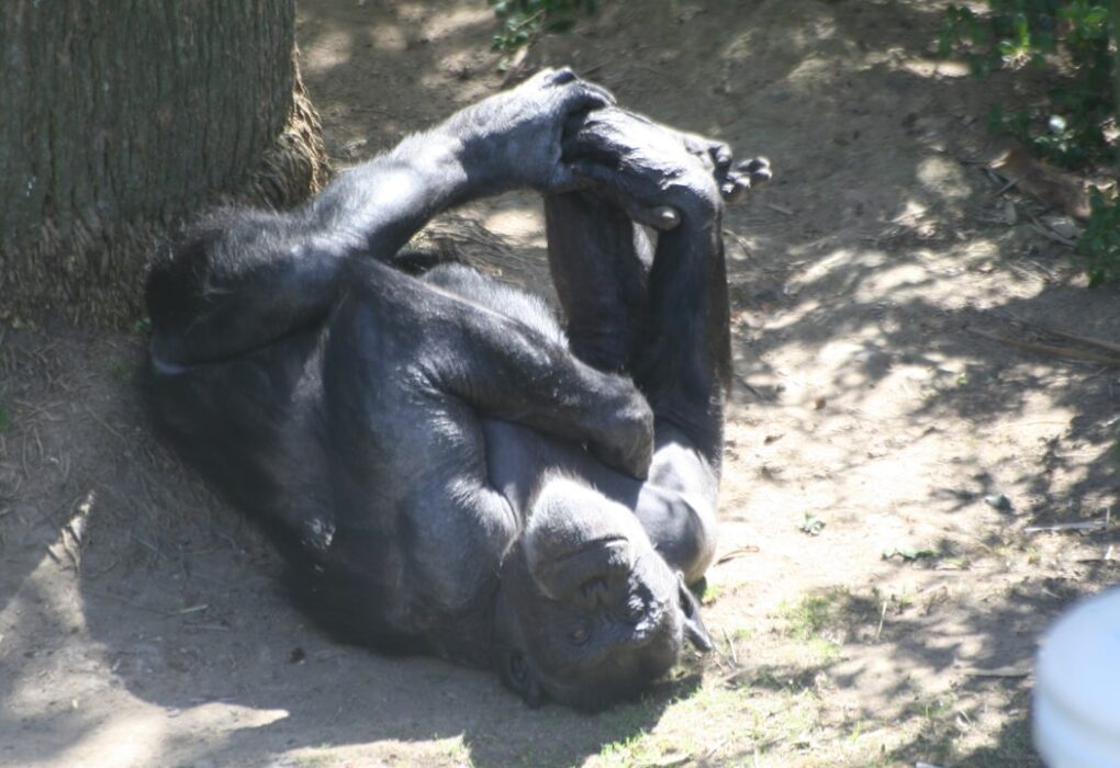 Photo Invisible Gorilla