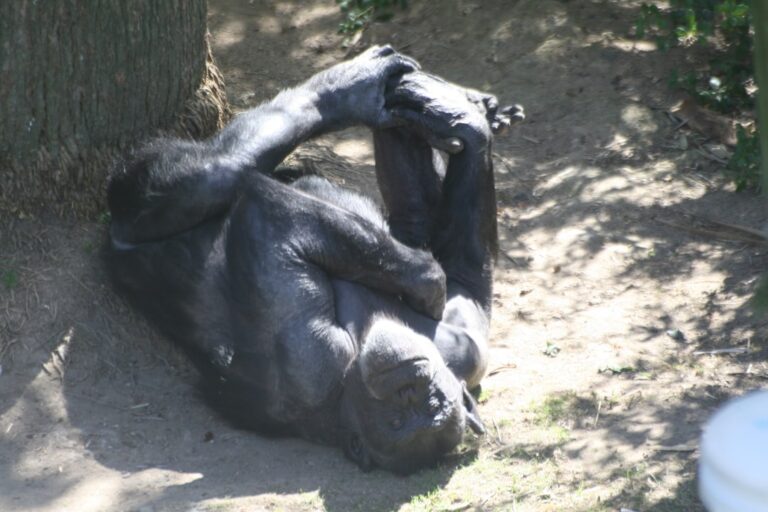 Photo Invisible Gorilla