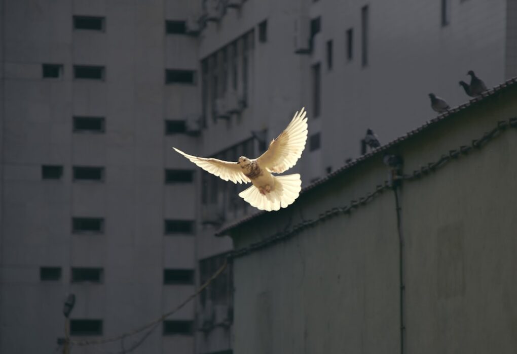 Photo Peace