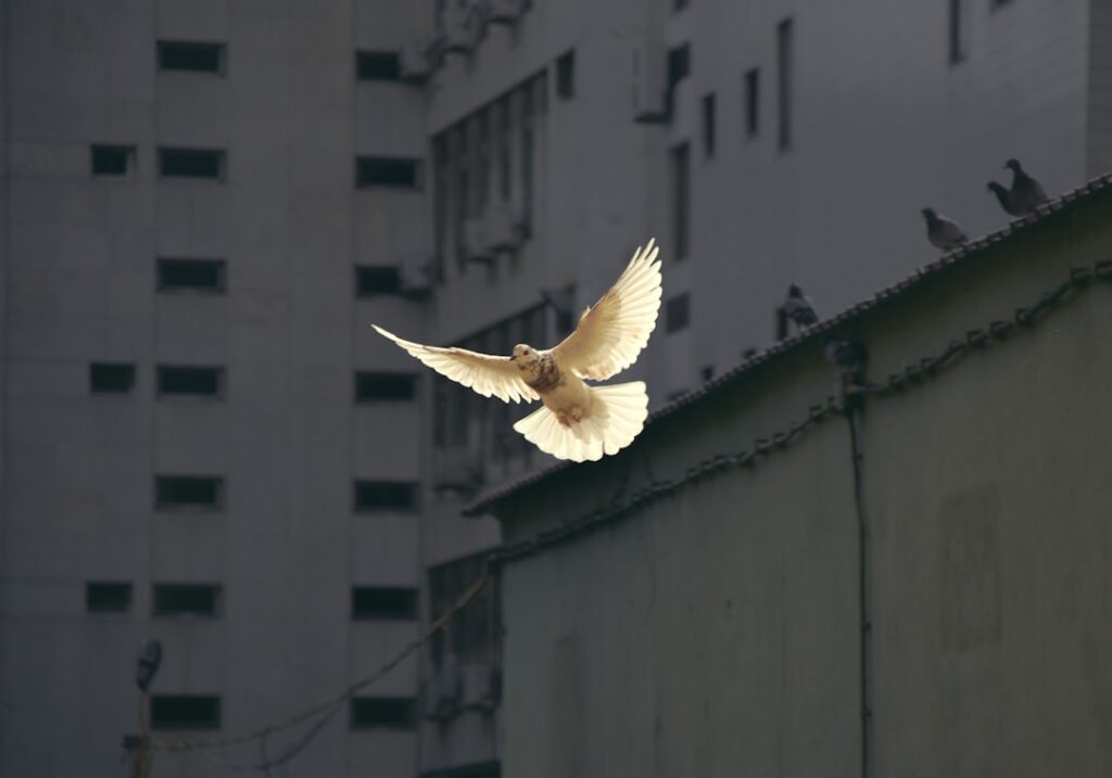 Photo Peace
