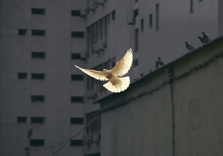 Photo Peace