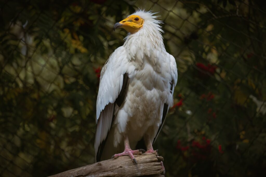 Photo Chickenhawk