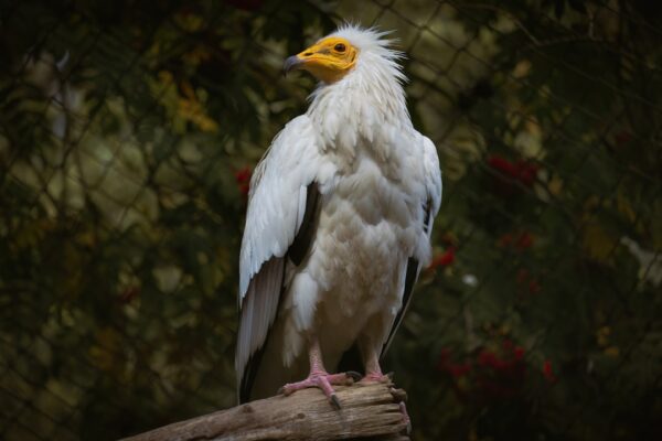 Photo Chickenhawk
