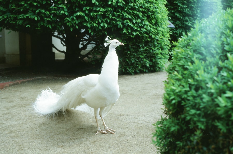 Photo Chickenhawk