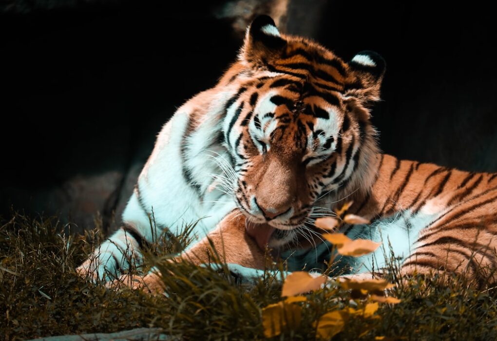 Photo Flying Tigers Diary