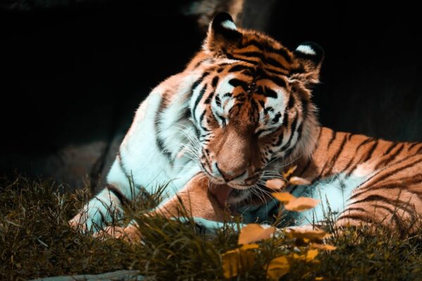 Photo Flying Tigers Diary