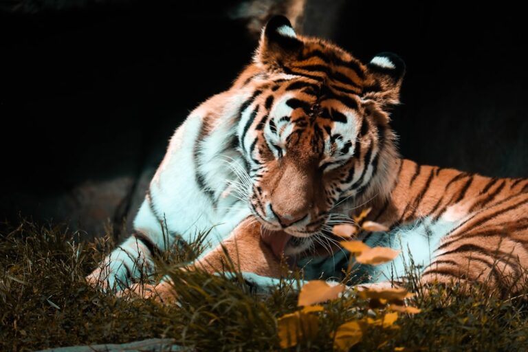Photo Flying Tigers Diary