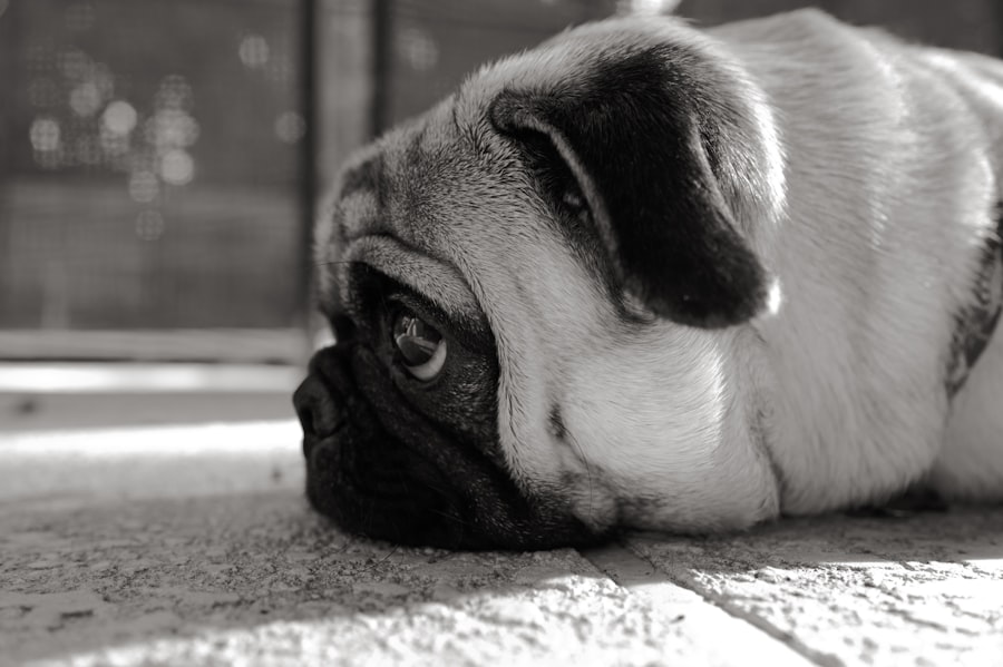 Photo Dont Lets Go to the Dogs Tonight