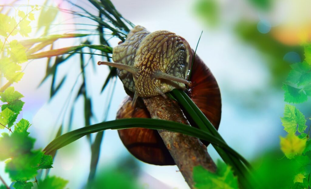 Photo Wild Snail Eating