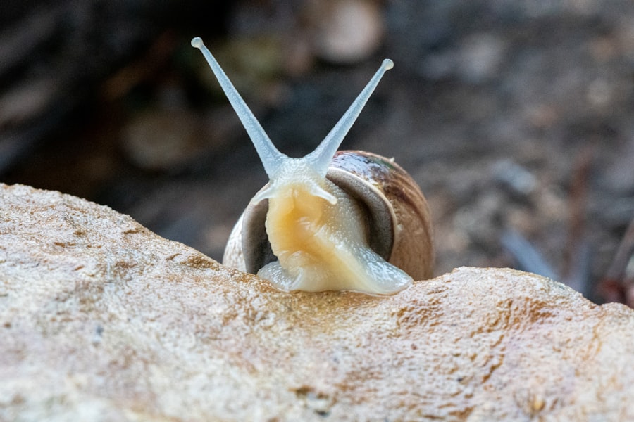 Photo Wild Snail Eating