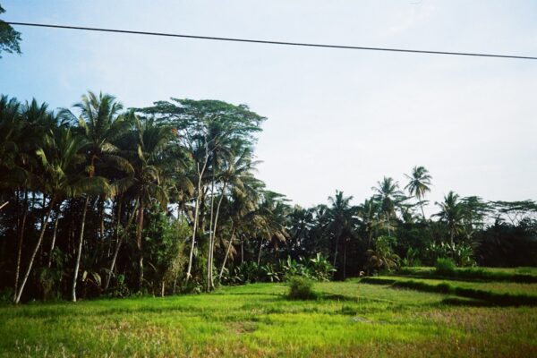 Photo Deep South
