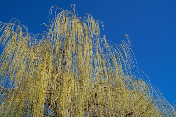 Photo Wind in the Willows