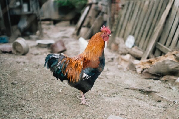 Photo Iron Rooster