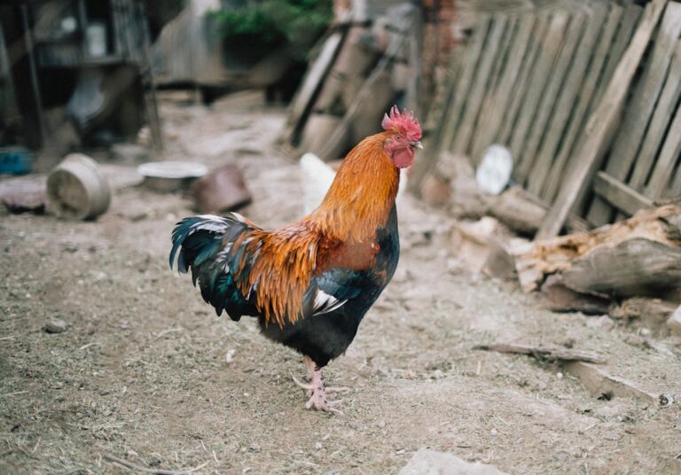 Photo Iron Rooster
