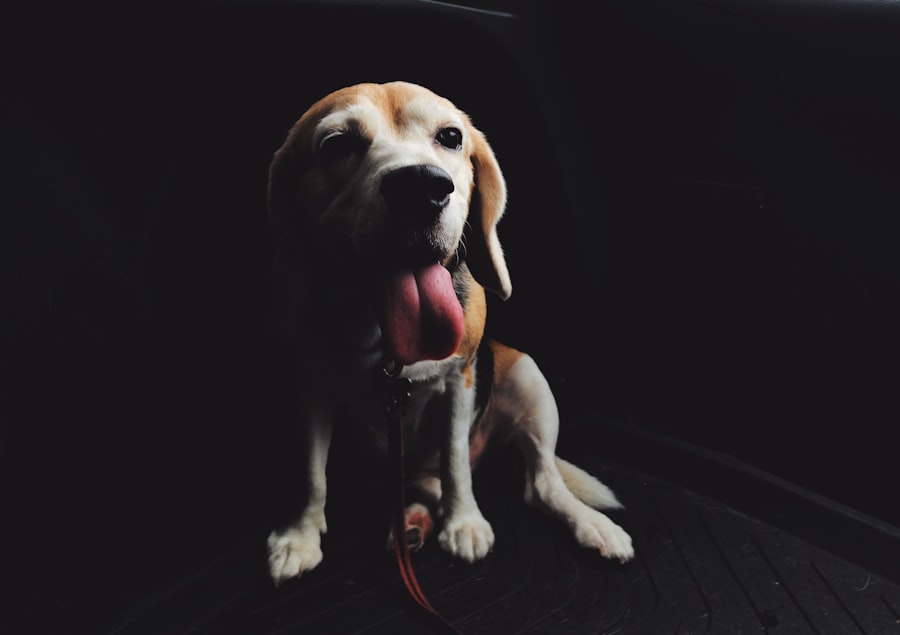 Voyage of the Beagle