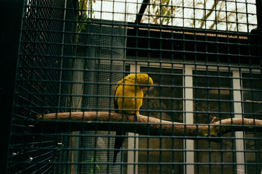 Caged Bird Sings