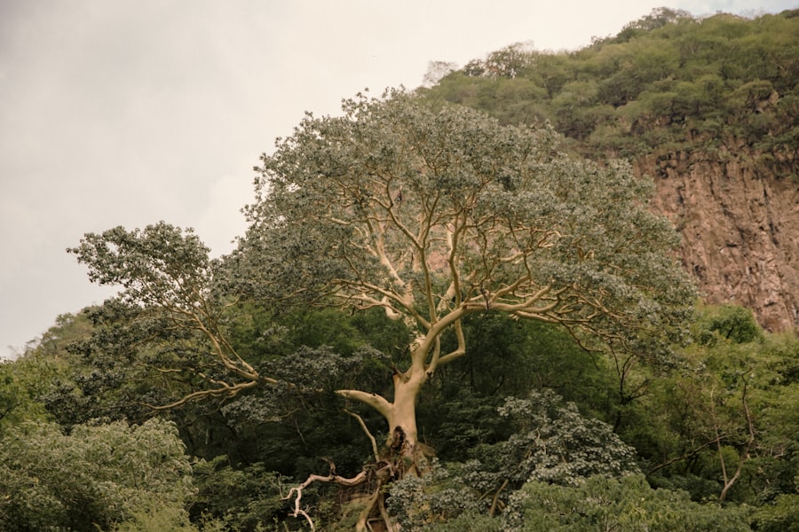 Tree Where Man Was Born