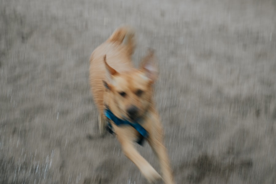 Running Against the Devil
