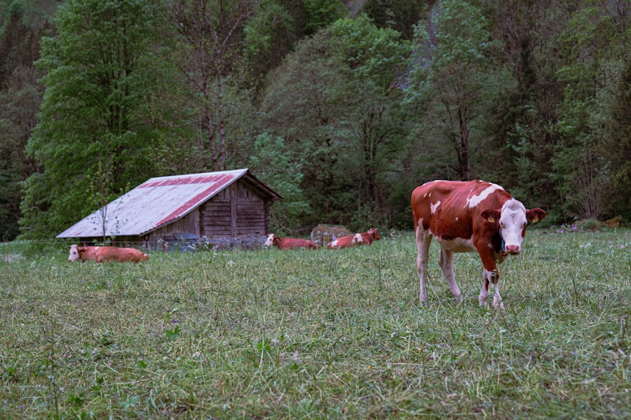 Hillbilly Elegy
