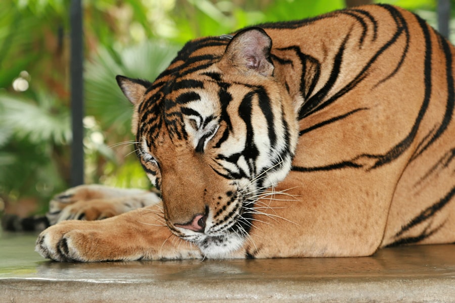 Waking the Tiger